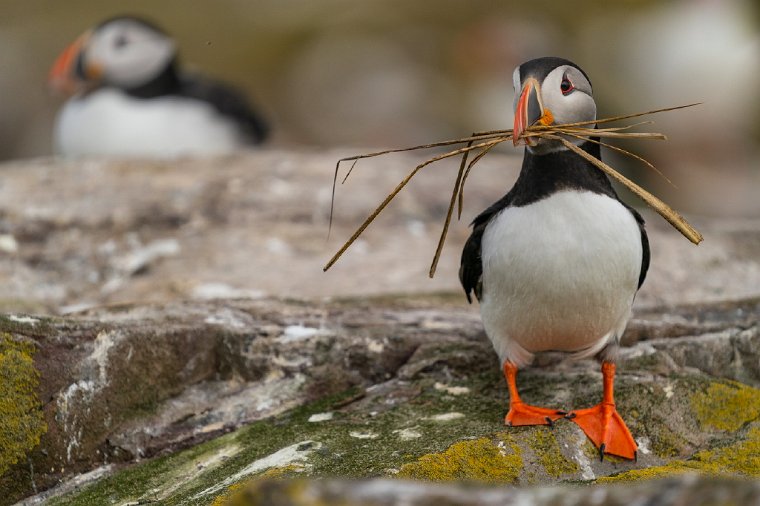 027 Farne eilanden, papegaaiduiker.jpg